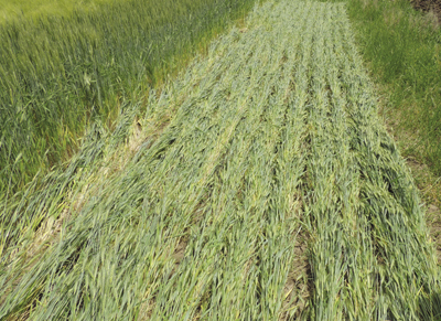 Photo shows terminating a winter cereal cover crop with a roller–crimper.